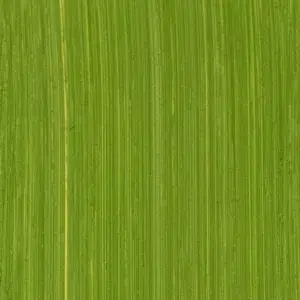 NEW | Cadmium Green (No. 412)