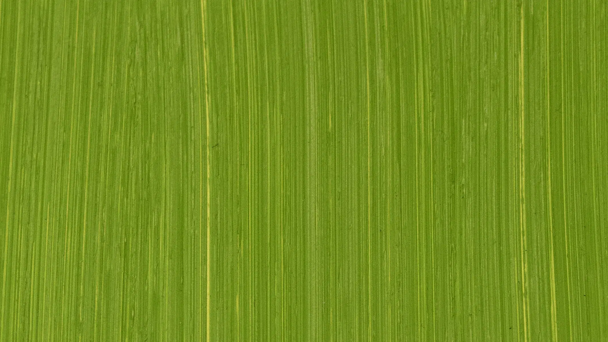 Cadmium Green swatch